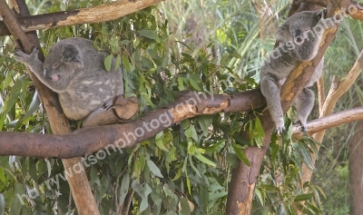Koala
Australia Zoo 
Queensland