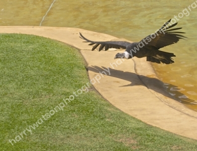 Vulture
Australia Zoo 
Queensland