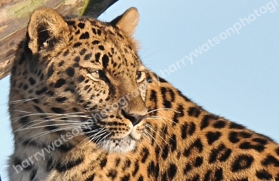 Leopard 
Doncaster wildlife Park
