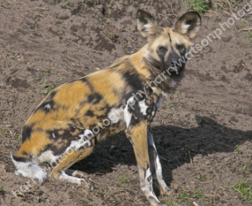Painted Dog
Doncaster Wildlife Park