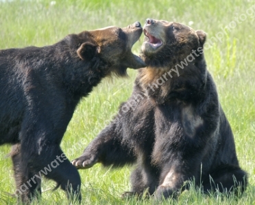Bears  Doncaster Wildlife Park