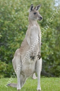 Kangaroo
Australia 
Queensland