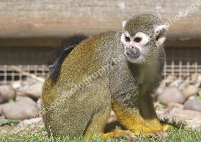 Squirrel Monkey
Doncaster Wildlife Park