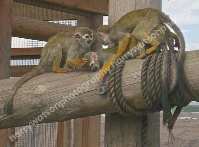 Squirrel Monkeys
Doncaster Wildlife Park