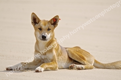 Dingo
Queensland Beach