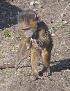 Baby Baboon
Doncaster Wildlife Park