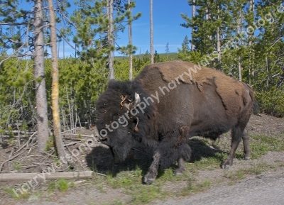 Bison 
Yellowstone National Park
America
