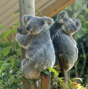 Koalas
Australia Zoo 
Queensland