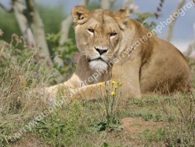 Lion 
Doncaster Wildlife Park