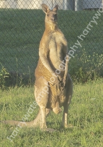 Kangaroo
Australia 
Queensland