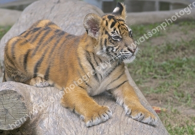 Tiger Cub 
Australia Zoo Queensland