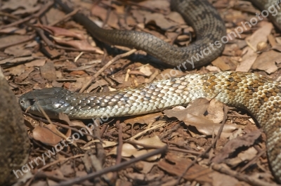 Tiger Snake
Australia Zoo 
Queensland