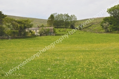 Buttercups 
 Yorkshire Dales