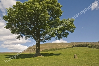 Tree At Dovestone Reservoir
Derbyshire Peak District