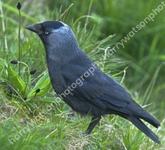 Jackdaw