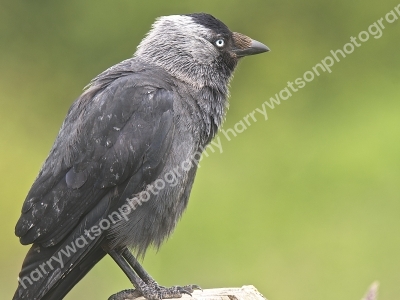 Young Jackdaw