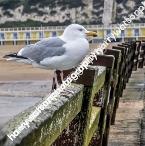 Seagull61a4d77784917