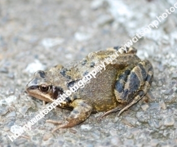 TOAD61a4d0d16fe16