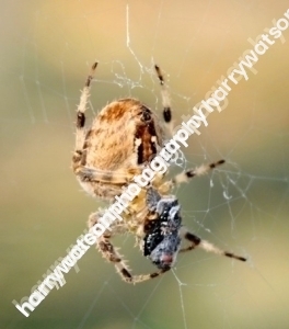 spidersdinnera61a3a6726c09b