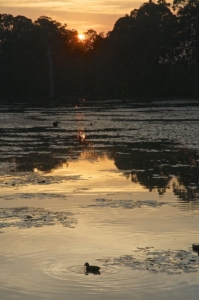 Murrumba Downs
Queensland Australia