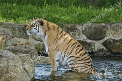 Tiger 
Yorkshire Wildlife Park