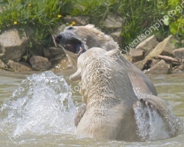 
Doncaster Wildlife Park