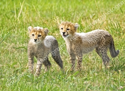 Cheeta Cubs
Yorksire Wildlife Park