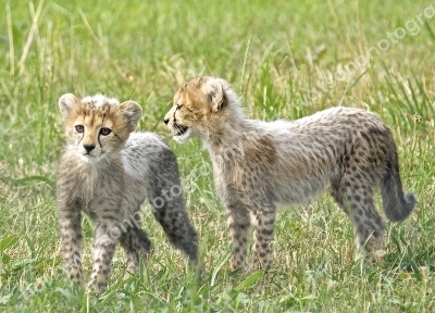 Cheeta Cubs
Yorksire Wildlife Park