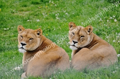 Doncaster Wildlife Park