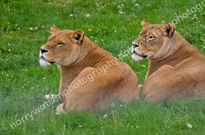 Doncaster Wildlife Park