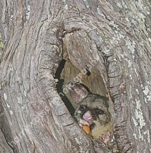 Possum