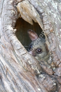 Possum