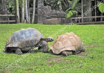 Australia Zoo 
Queensland