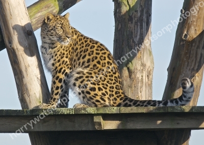 Doncaster Wildlife Park