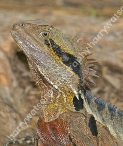 DSC2444