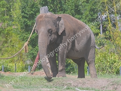 Australia Zoo 
Queensland