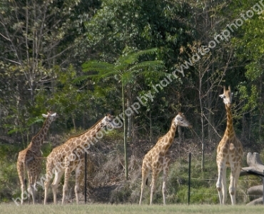 Australia Zoo 
Queensland