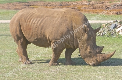 Doncaster Wildlife Park