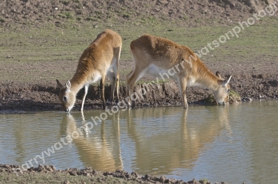 Doncaster Wildlife Park