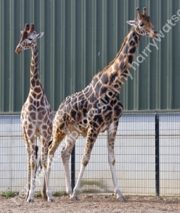 Doncaster Wildlife Park