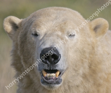 Doncaster Wildlife Park