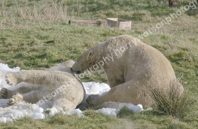 Doncaster Wildlife Park