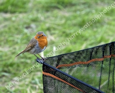 Robin