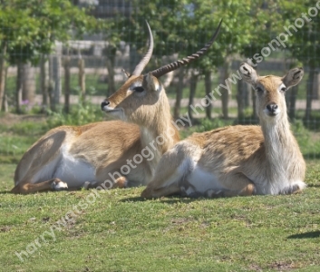 Common Eland
Doncaster Wildlife Park