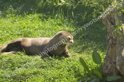 Giant Otter
Doncaster Wildlife Park
