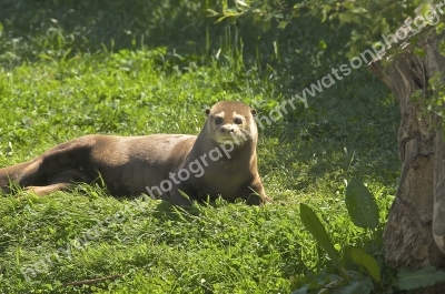 Giant Otter
Doncaster Wildlife Park