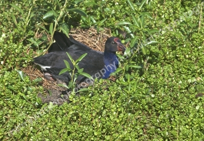Swamp Hen
Australia