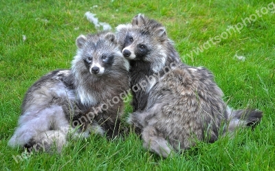 Raccoon Dogs