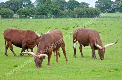 Doncaster Wildlife Park