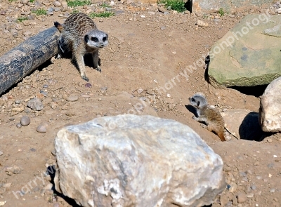 Doncaster Wildlife Park